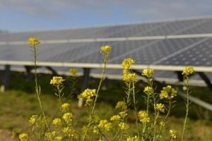 Good Energy powers up third solar farm with two more in the pipeline